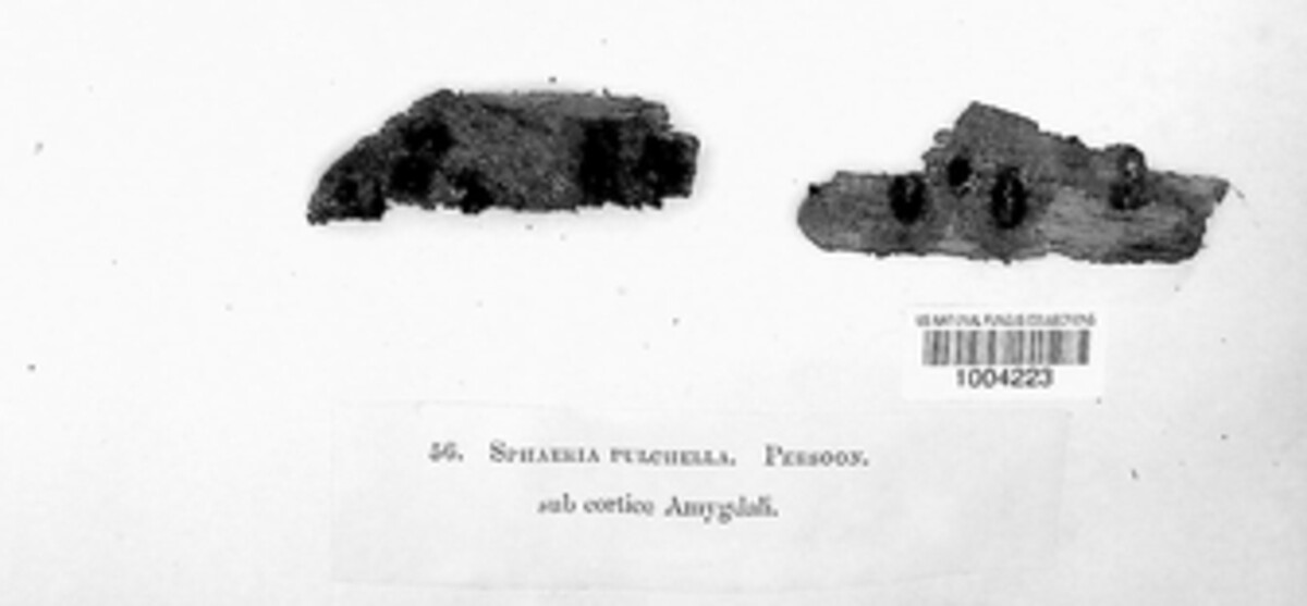 Calosphaeria pulchella image